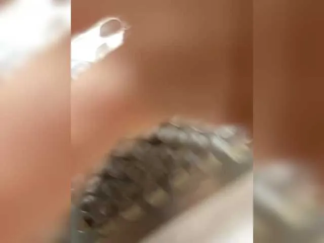 Shamanka-love – webcam model profile photo